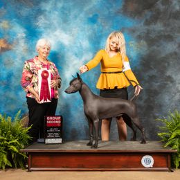 Arya - Xoloitzcuintli