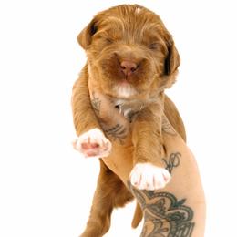 Riddle - Caramel red male Australian Labradoodle puppy in Valley Springs, California from Blue Denim Doodles