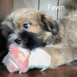 Fawn - Brown female Lhasa Apso puppy in Jefferson, New York from Absolute Lhasa Love
