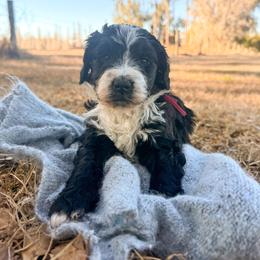 Girl 1 - Black and white female Bernedoodle puppy in Fort Meade, Florida from Baldwin Dood Ranch