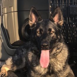 German Shepherds from Christian's German Shepherds