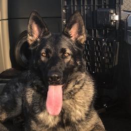 German Shepherds from Christian's German Shepherds