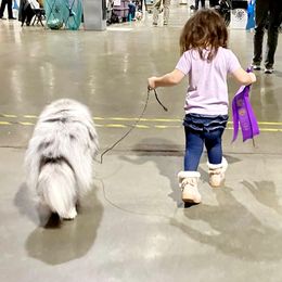 Collie and Shetland Sheepdog All Grown Up from Zandria Collies and Shetland Sheepdogs