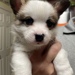 Maximus - Black and tan male Pembroke Welsh Corgi puppy in Bartlett, Tennessee from Lakeside Corgi Club