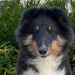 Boy 2 - Black white and tan Shetland Sheepdog puppy in Florida from Idlewild Shetland Sheepdogs