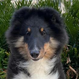 Boy 2 - Black white and tan Shetland Sheepdog puppy in Florida from Idlewild Shetland Sheepdogs