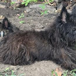 Nehemiah - Cairn Terrier