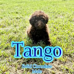 Tango - Chocolate male Assorted Doodle Crosses puppy in Garland, Texas from Brewer's Doodles and French Bulldogs