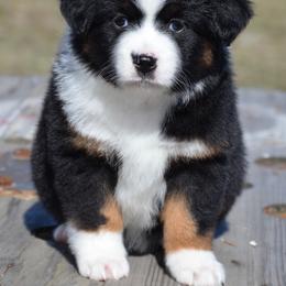 BTF-4 - Black tri female Miniature American Shepherd puppy in Baker City, Oregon from Back Country Aussies