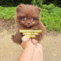 Teeny tiny choc girl 4300 no breeding - Chocolate female Pomeranian puppy in Kentucky from Em&M Pomeranians