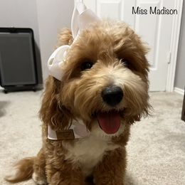 Madison - Goldendoodle