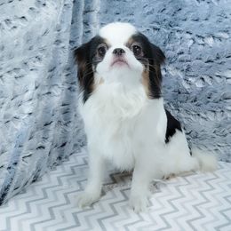 Camellia - Black tan and white female Japanese Chin puppy in Johnson City, Tennessee from Erin & Friends Japanese Chin