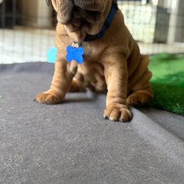 Chinese Shar-Pei, Cocker Spaniel, and Companion Cross Puppies from Mini Hippo Land