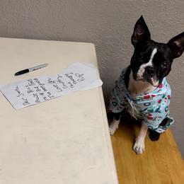Boston Terrier Puppies from I Love Pups