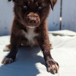 Boy 4 - Red & white Australian Shepherd puppy in Sanger, California from A&M Australian Shepherds