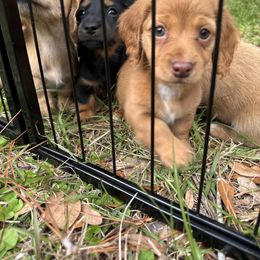 Chihuahua and Dachshund Puppies from Little Pawz, LLC
