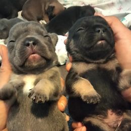 French Bulldogs from Barrebabybullz Designer Dogs