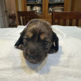 Purple-Mary - Wild  boar and tan female Dachshund puppy in Greenfield, Indiana from Thompson's Prairie Pride