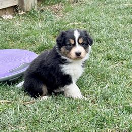 Cupid - Black tri-color male Australian Shepherd puppy in Ashland, Ohio from SS Australian Shepherds