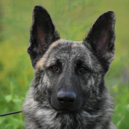 Vito - German Shepherd