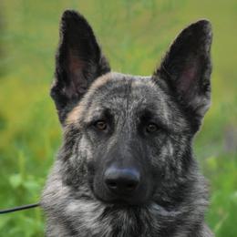 Vito - German Shepherd