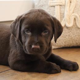 HoneyBun - Chocolate female Labrador Retriever puppy in Camden, Indiana from Camden's Caring Canines