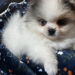 Sparks - Tri-colored male Pomeranian puppy in Odessa, Texas from Cherry's Poms