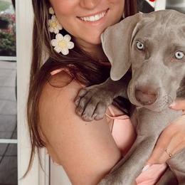 Weimaraners from Desert Rose Weimaraners