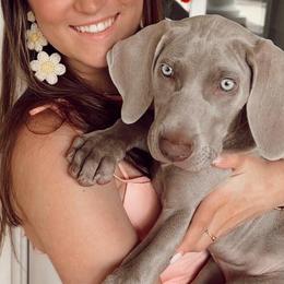 Weimaraners from Desert Rose Weimaraners