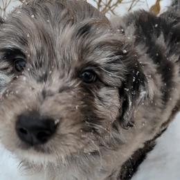 Australian Shepherd and Miniature Australian Shepherd Puppies from Cara Harker