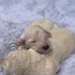 Nikki - White female Poodle puppy in Rocklin, California from Brienwood Poodles
