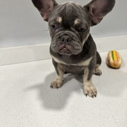 Celine - Blue French Bulldog puppy in Livermore, California from Spoiled Frenchies
