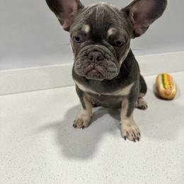 Celine - Blue French Bulldog puppy in Livermore, California from Spoiled Frenchies