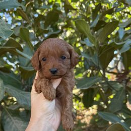 Bella - Red female Cavapoo puppy in Rio Linda, California from VitPom Puppies