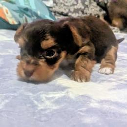 Tootsie Roll - Chocolate and tan female Yorkshire Terrier puppy in Odenville, Alabama from Yorkie Prints