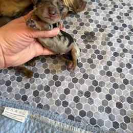 Stephanie - Dapple female Dachshund puppy in Riverton, Wyoming from Wild Rose Ridge Doxies