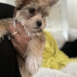 Yorkshire Terrier Puppies from Sugar & Spice Yorkies