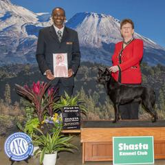 Indi - Australian Kelpie