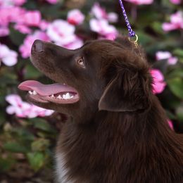 Sovereign - Miniature American Shepherd