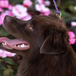 Sovereign - Miniature American Shepherd