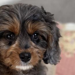 Cavapoos from Autumn Poodles/Doodles