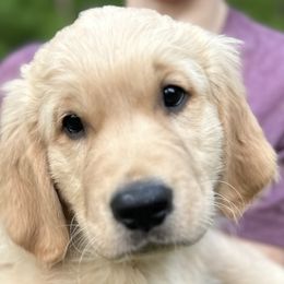Boy 1 - Golden Retriever puppy in Fieldale, Virginia from Interlock Goldens