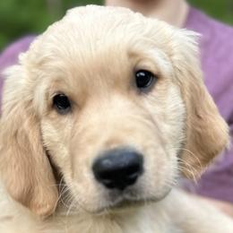 Boy 1 - Golden Retriever puppy in Fieldale, Virginia from Interlock Goldens