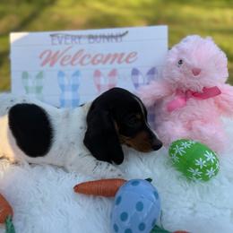 Boy 2 - Piebald male Dachshund puppy in Stilwell, Oklahoma from Stilwell’s Dachshunds