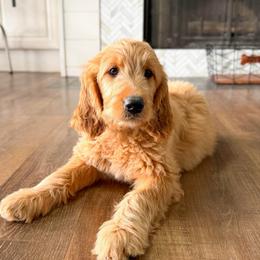 Purdy - Apricot female Goldendoodle puppy in Phoenix, Arizona from Deer Valley Doodles