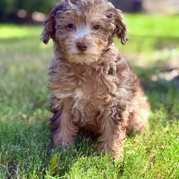 Boy 4 - male Goldendoodle puppy in Forney, Texas from Diamond Doodle Pups and Poodles