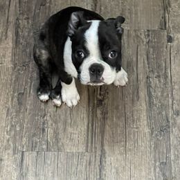 Boston Terrier Puppies from Bonze Boston Terriers