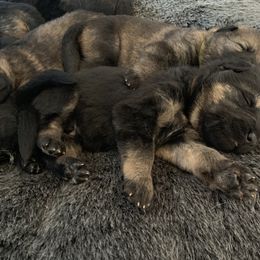 German Shepherd Puppies from Vom Haus Bella GSD’s