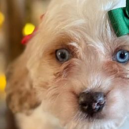 Cavapoos and Goldendoodles from Silver Hill Farm