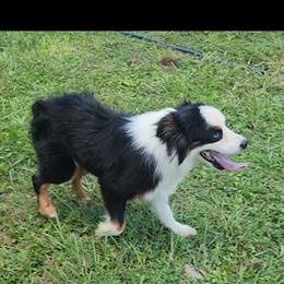Wenji - Miniature Australian Shepherd